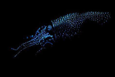 bioluminescent sea creatures -- actually belong in a category more like "WOW!", but i havent built that yet... Gloomstalker Ranger, Illustrative Textiles, Firefly Squid, Bioluminescent Plankton, Toyama Japan, Deep Sea Life, Aquatic Creatures, Deep Sea Creatures, Aquatic Animals