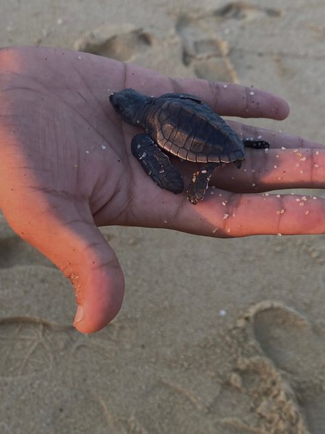 Beach | Aesthetic | Inspo | Inspiration | Influencer | Creator | Turtle | Life | Pic | Picture | Pic Idea | Fun | Happy | Relaxed￼ | Vacay | Vacations | Su Mexican Beach Aesthetic, Cabo San Lucas Aesthetic, Mexico Beach Aesthetic, Cabos San Lucas, Singer Dr, Mexican Beach, Mexican Beaches, Mexico Beach, San Lucas