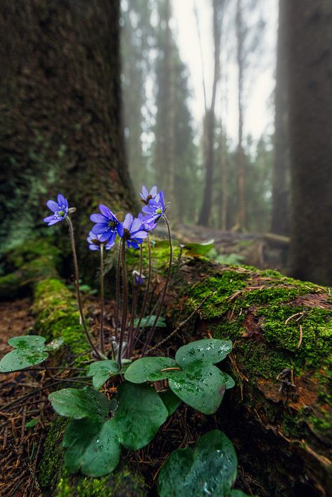 Flowers Growing, Spring Forest, Woodland Garden, Forest Flowers, Nature Aesthetic, Flowers Nature, In The Woods, Amazing Nature, Nature Pictures