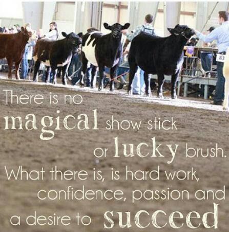 You put a ton of hard work into showing your animals at the fairs! Email The Mill your fair pics info@themillofbelair.com  We may even use your pic in our next advertisement or email!! Showing Cattle Quotes, Showing Pigs, Cattle Showing, Livestock Quotes, Livestock Judging, Cow Quotes, Pig Showing, Show Cows, Springfield Massachusetts