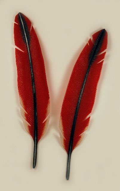 Cardinal20copy Cardinal Feathers, Cardinal Feather, Unconventional Art, On The Wings Of Love, Art Muse, Painted Feathers, Tattoo Placements, Kiln Formed Glass, Feather Dream Catcher