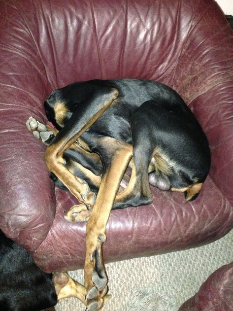 I Think My Dog Is Broken Dog Sleeping Positions, Dogs Photos, Dog Sleep, Sleep Funny, Guide Dog, Silly Dogs, Sleeping Positions, Sleeping Dogs, New Puppy