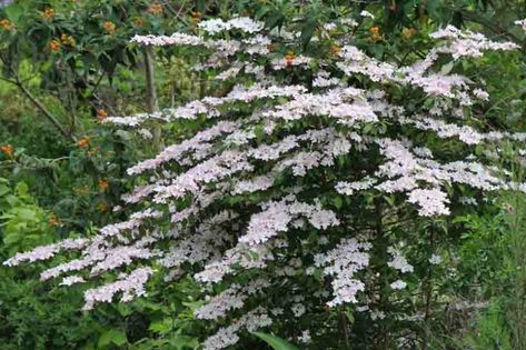 Viburnum plicatum 'Pink Beauty' (Doublefile Viburnum) Doublefile Viburnum, Viburnum Plicatum, House Moodboard, Viburnum Opulus, Wood Anemone, Plantain Lily, Planting Shrubs, Attracting Bees, Landscape Designs