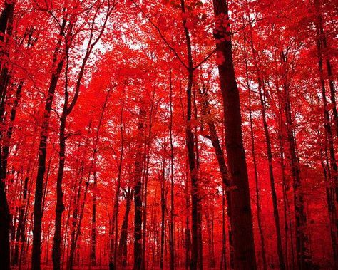 Crimson Aesthetic, Crimson Rain Sought Flower, Vermillion Color, Types Of Eagles, Red Maple Tree, Black Roots, Bullfinch, Color Aesthetic, Black Tree