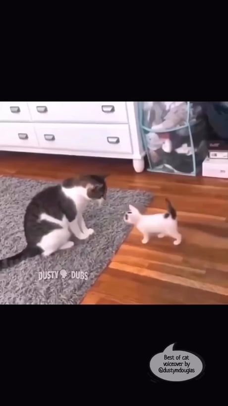 Funny Animal Jokes, Cute Funny Dogs, Cat Stuff, Facebook Reels, Funny Cute Cats, Animal Jokes, Funny Cat Videos, Cute Cats And Dogs, Silly Cats