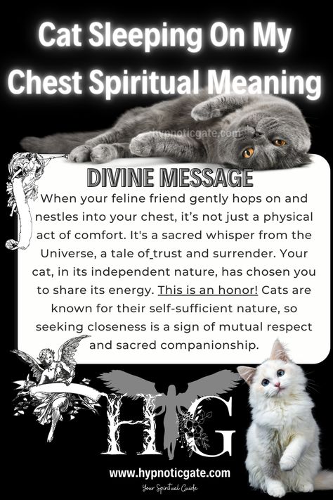 Cats Spirituality, Cat Spirit Animal, Dream Realm, Cat Spirit, Animal Facts, Cat Behavior, Cat Facts, Cat Quotes, Spiritual Meaning