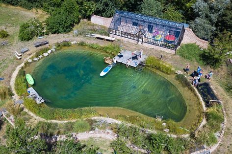 Swimming pond in Kent Swim Pond, Pool Design Modern, Freshwater Aquarium Plants, Natural Swimming Ponds, Outdoor Ponds, Cool Swimming Pools, Swimming Pond, Small Pool Design, Natural Pond