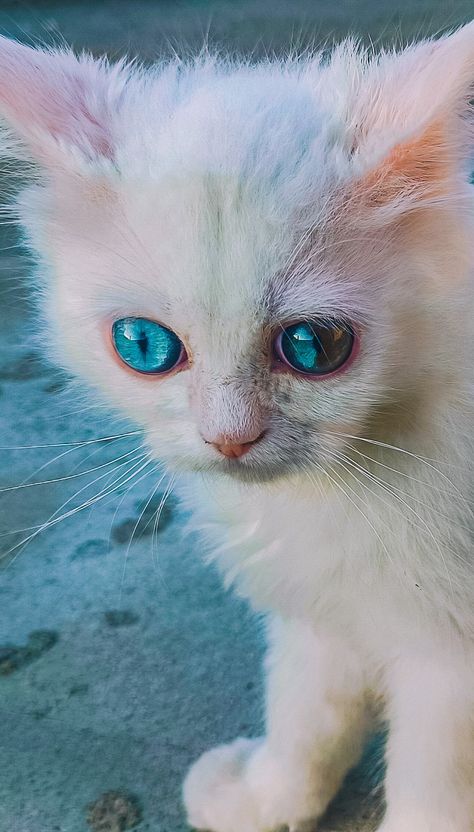 His name is "Yuki" meaning "Snow" in Japanese 😸💌 Snow In Japanese, Eye Color, Color