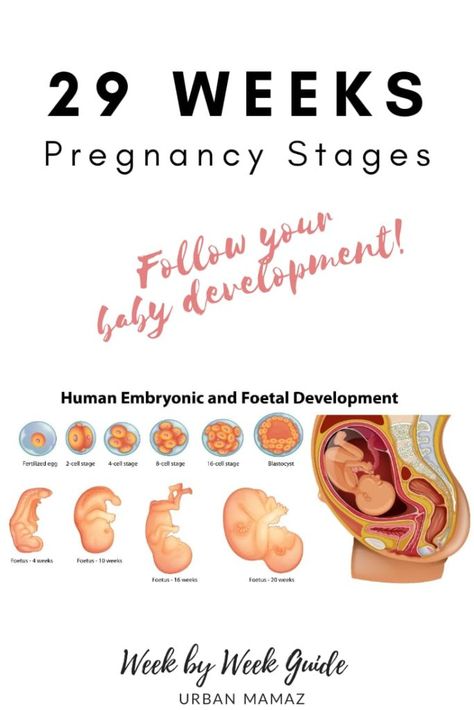 Pregnancy guide - 29 weeks. Are you pregnant? Wondering how is your baby developing? Discover your baby and pregnancy development - Week by week pregnancy guide- pregnancy trimesters, all the pregnancy stages- click here to read about 29 weeks pregnancy》 29 Week Pregnancy, Weeks To Months Pregnant, Pregnancy Trimesters, Pregnancy Development, Body Changes During Pregnancy, Week By Week Pregnancy, Stages Of Baby Development, Tips For Pregnant Women, Diet While Pregnant