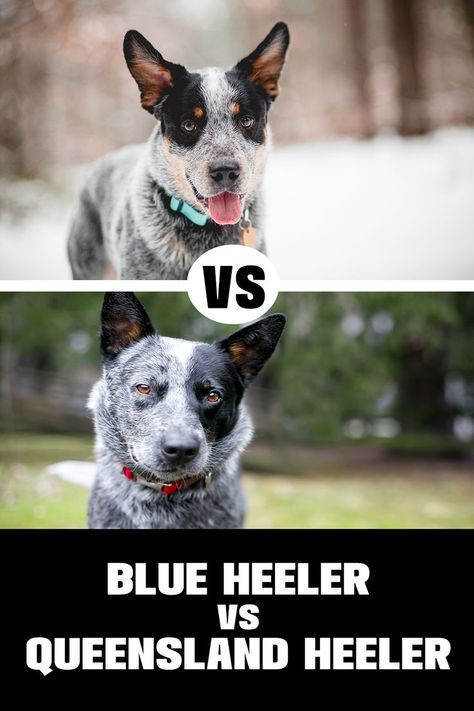 Blue Heeler vs Queensland Heeler: 
"Blue Heeler vs. Queensland Heeler - Unravel the differences between these two energetic dog breeds. Explore their history, characteristics, and which might be the ideal choice for your lifestyle in our comprehensive comparison." Blue Healers Dog, Australian Cattle Dog Funny, Queensland Heeler, Blue Heeler Puppy, Physical Traits, Blue Heeler Puppies, Heeler Puppies, Blue Heeler Dogs, Australian Cattle Dog Blue Heeler