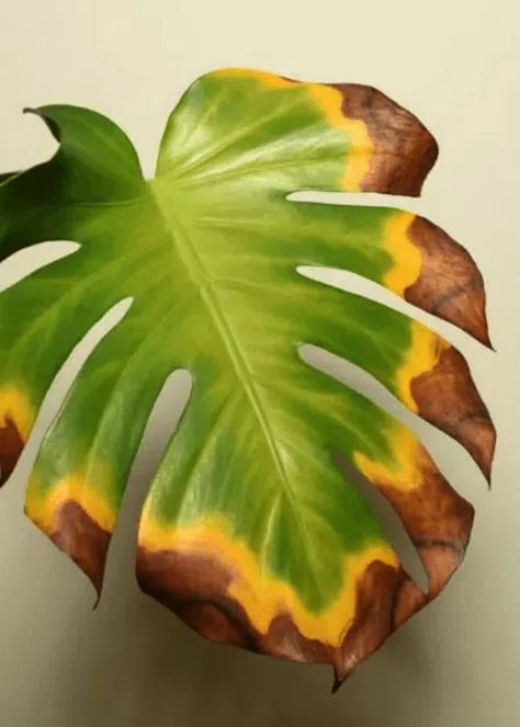 Planta Monstera, Spanish Home Decor, Monstera Plant, Monstera Deliciosa, Monstera Leaf, Craft Activities For Kids, Tropical Plants, Plant Care, Plant Leaves