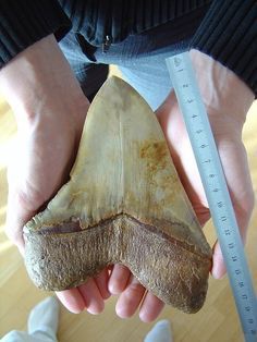 Species Of Sharks, Fossil Hunting, Big Teeth, Megalodon Shark, Rocks And Fossils, Megalodon Tooth, Fossil Teeth, Extinct Animals, Dinosaur Fossils