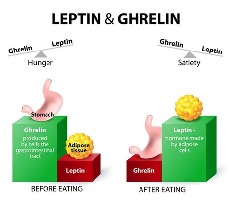 Leptin And Ghrelin, Fat Loss Food Plan, Adipose Tissue, Thyroid Hormone, 500 Calories, Growth Hormone, Fat Loss Workout, Boost Metabolism, Belly Fat Loss