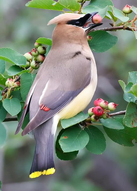 Wing Photography, Cedar Waxwing, Mohawks, Starling, Reference Images, Bird Houses, Art Ideas, Wax, Birds