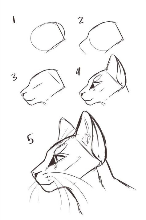 Cat Side Profile Drawing Reference, Art Reference Animals, Cat Side Profile Drawing, Cat Person Drawing, Warrior Cats Drawing Base, Cat Drawing Tutorial, Cats Art Drawing, Cat Anatomy, Warrior Cat Drawings