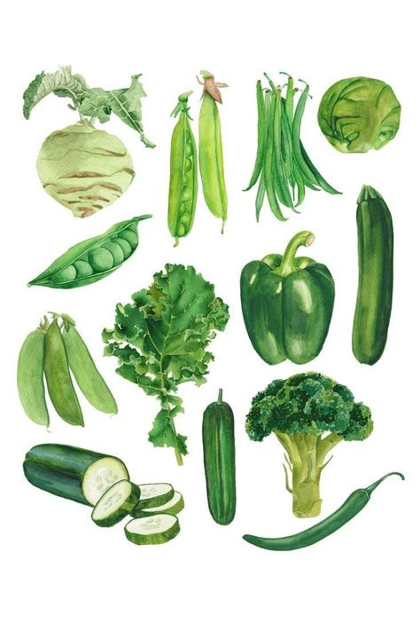 Watercolour Food, Healthy Greens, Vegetable Drawing, Vegetable Painting, Vegetable Illustration, Frog Illustration, Object Design, Healthy Food Inspiration, Food Illustration Art