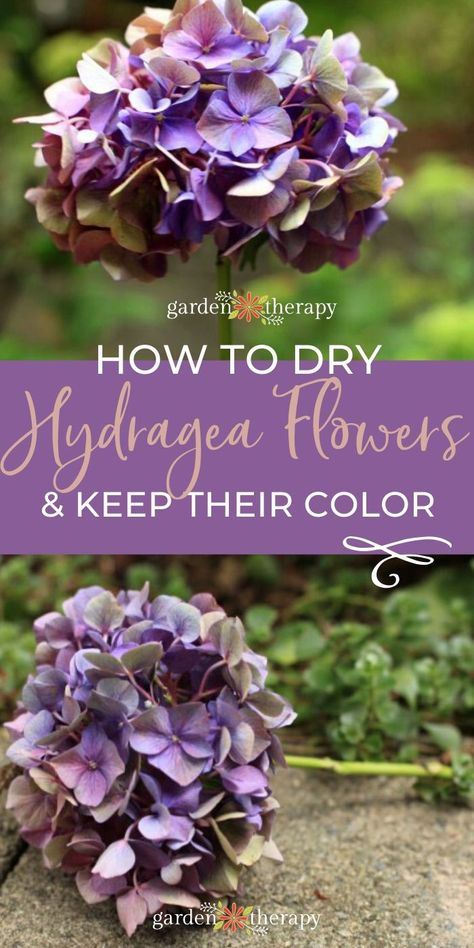 Drying Hydrangeas How To Tips, Drying Hydrangea Blooms, How To Preserve Hydrangea Flowers, Hydrangea Dried Arrangement, How To Dry Hydrangea Flowers, Drying Hydrangeas How To, How To Dry Hydrangea Blooms, Dried Hydrangeas Decor Ideas, Drying Hydrangeas