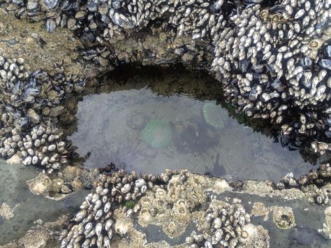 A tide pool with green anemones in Washington State, USA Pool Life, Tide Pool, Forever Green, Tide Pools, Beautiful Ocean, Oregon Coast, Washington State, Anemone, Clear Water