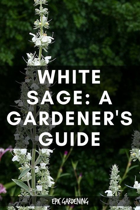 White Sage Plant, Garden Landscaping Backyard, Witchy Garden, Tattoo Plant, Sage Plant, Herb Gardening, Witch Garden, Gothic Garden, Magical Herbs