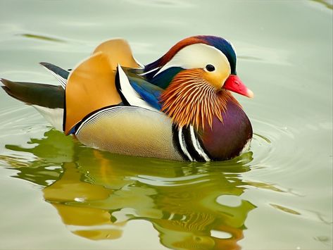 Mandarin Duck Duck Species, Mandarin Ducks, Duck Pictures, Bird Template, Wild Photography, Duck Art, Mandarin Duck, Funny Birds, Exotic Birds