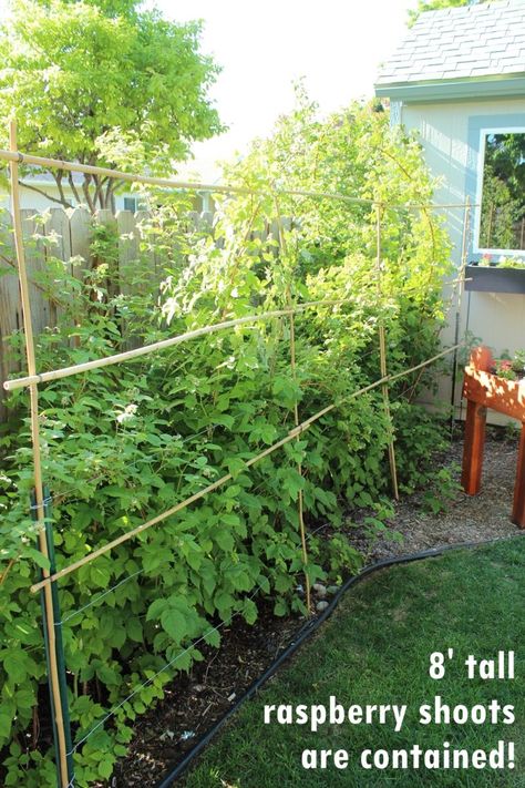 DIY Bamboo Plant Support Fence or Decorative Lattice Diy Lattice Fence, Diy Lattice, Diy Bamboo, Fence Diy, Berry Patch, Bamboo Plant, Lattice Fence, Homestead Living, Bamboo Fence