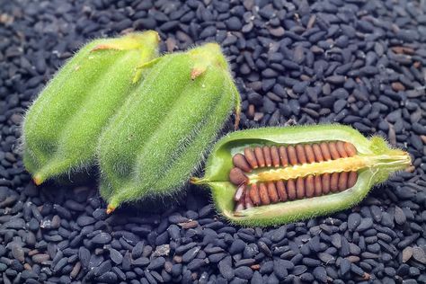 How to Grow Sesame Plant in Your Garden and Harvest the Seeds Fall Sowing Seeds, Harvesting Seeds From Flowers, Harvesting Flower Seeds, Harvesting Sunflower Seeds To Eat, Growing Lettuce Indoors, Sunflower Seed Harvesting, Seed Raising, Cash Crop, Survival Gardening