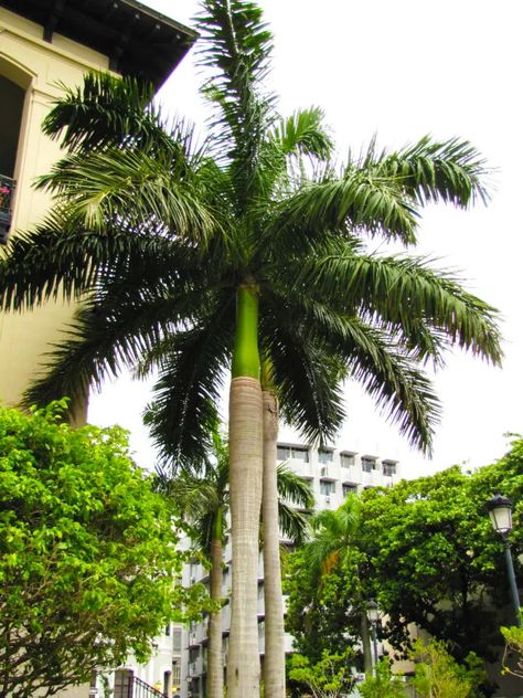 How Much Does a Royal Palm Tree Cost? 1 Royal Palm Tree, Bottle Palm Tree, Palm Tree Types, Foxtail Palm, Indoor Palms, Bamboo Palm, Kentia Palm, Parlor Palm, Garden Trees