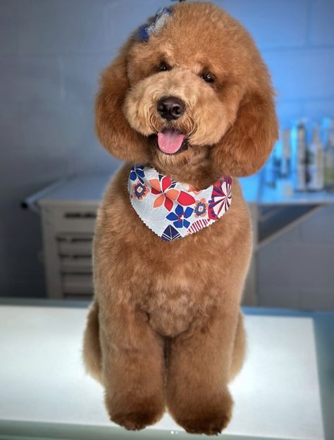 Unveiling the Perfect Teddy Bear Goldendoodle Haircut - Rocky Kanaka Teddy Bear Haircut, Haircut Step By Step, Teddy Bear Goldendoodle, Goldendoodle Haircuts, Poodle Cuts, Puppy Cut, Dog Haircuts, Cuddly Teddy Bear, Pet Allergies