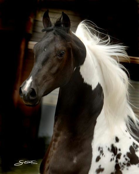 Beautiful Stallion... Cheval Pie, American Saddlebred, Show Horse, Most Beautiful Animals, Majestic Horse, All The Pretty Horses, Horse Crazy, Appaloosa, Horse Photos