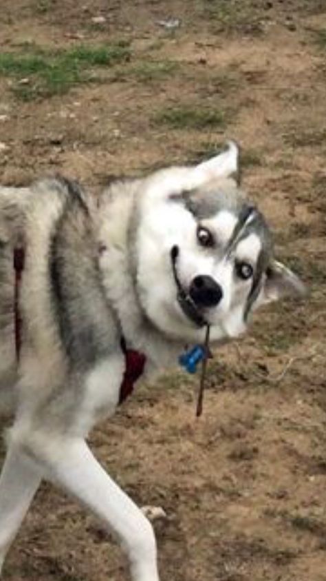 Every dog has their own personality, and some of them can be just as weird as some people you probably know. That’s what the /r/WhatsWrongWithYourDog subreddit shares - pictures of dogs that aren’t quite dogging right. Funny Dog Images, Siberian Husky Funny, Dog Pictures Funny, Miniature Husky, Husky Faces, Funny Husky, Baby Huskies, Cute Cat Memes, Husky Funny