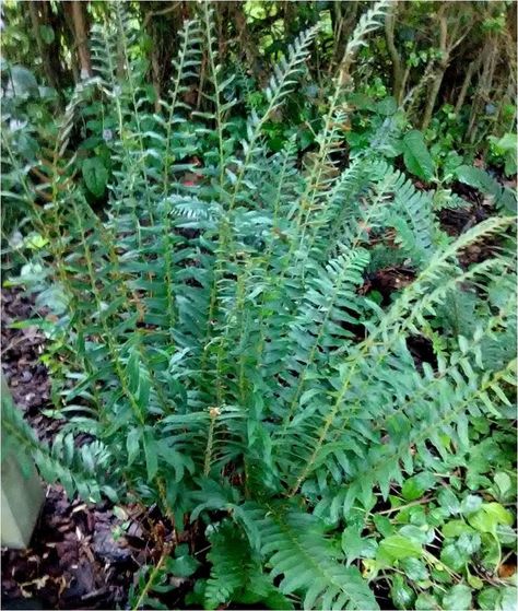 Garden Homestead, Christmas Fern, Evergreen Ferns, Hummingbird Plants, Fern Plant, Evergreen Plants, Shade Plants, Perennial Plants, Ground Cover