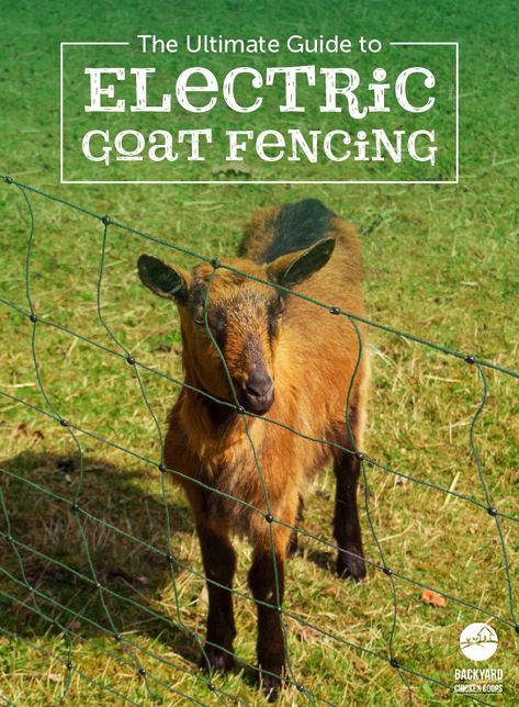 Portable electric goat fencing provides flexible and easy to set up pet goat containment for full sized or miniature goats...#cutegoat #petgoat #electricgoatfencing Goat Fencing, Goat Fence, Miniature Goats, Keeping Goats, Goat Shelter, Electric Fencing, Hobby Farming, Pet Goat, Raising Farm Animals