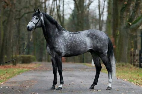 Dapple gray Breyer Custom, Dapple Grey Horses, Horse Standing, Warmblood Horses, Horse Facts, Horse Inspiration, Horse Dressage, Power Animal, Most Beautiful Horses