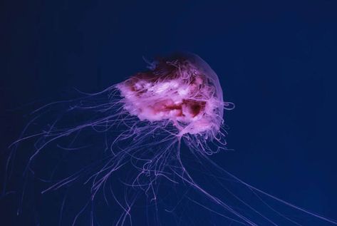 Pink meanie jellyfish (Drymonema larsoni) are a unique species of jellyfish that have been observed in the Gulf of Mexico since 2000. With a bell diameter of up to 60 cm and a distinctive pink color, they are hard to miss. While they are not considered to be highly venomous, their short frilly appendages around […] Pink Meanie Jellyfish, Types Of Jellyfish, Panama City Beach, Gulf Of Mexico, Panama City, Tattoo Inspo, Panama City Panama, City Beach, Jellyfish