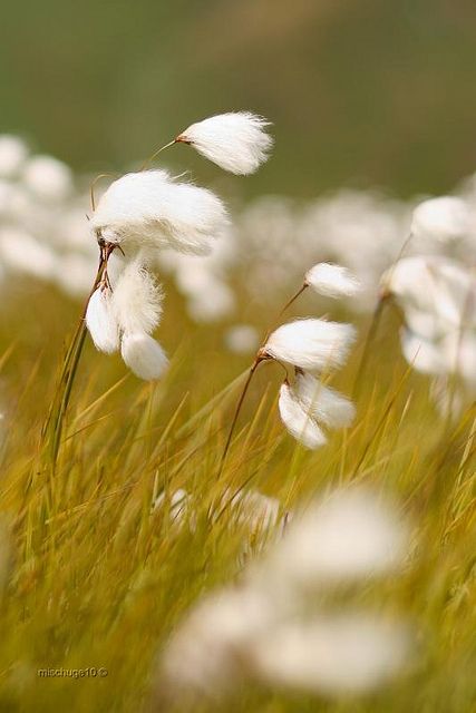 Whats Wallpaper, North Asia, Blowin' In The Wind, Illustration Manga, Wound Dressing, Field Of Dreams, Paper Making, Windy Day, Gone With The Wind