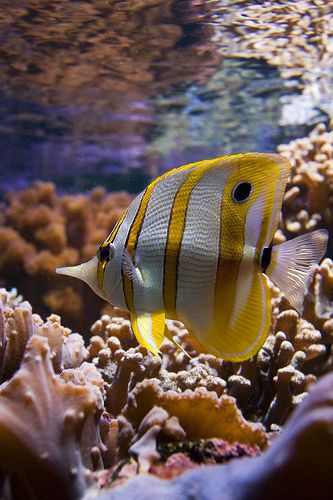 COPPERBAND BUTTERFLY FISH.   chelmon rostratus ...... commonly known as beaked coral  fish. Found in the Indian and Pacific Oceans Striped Fish, Saltwater Aquarium Fish, Butterfly Fish, Life Under The Sea, Salt Water Fish, Saltwater Fish, Beautiful Sea Creatures, Water Animals, Marine Aquarium