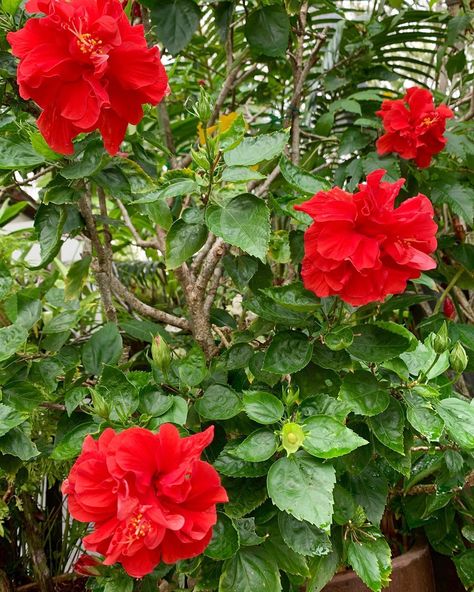 Never has this old Hibiscus shrub in front of my house displayed so many showy double-petal red flowers before. Thanks to the dry and hot… Double Hibiscus Flower, Hibiscus Shrub, Growing Hibiscus, Red Hibiscus Flower, Hibiscus Plant, Red Plants, Red Hibiscus, Garden Compost, Master Gardener