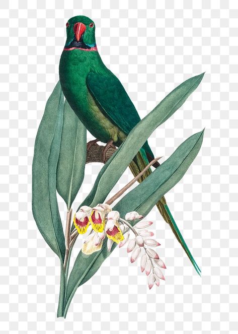 Green Flowers Illustration, Textured Mural, Sticker Transparent Background, Vintage Hummingbird, Paradise Art, Diy Floral Decor, Bird Illustrations, Tropical Illustration, Adobe Illustrator Graphic Design