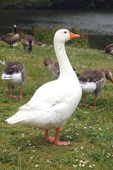 Goose Reference Photo, Duck Images, Goose Pictures, Geese Photography, Duck Pictures, Duck Art, Bird Pictures, Art Drawings For Kids, Bird Photo