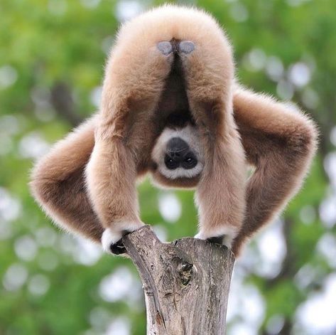 Charlie on Instagram: "A wee Gibbon showing off her bum. Those plates on their rears allow them to sit comfortably in hard and other wise uncomfortable trees. #gibbons #monkey #monkeys #apes #ape #primate" Monkeys Funny, Primates, Animal Planet, Funny Animal Pictures, Nature Animals, 귀여운 동물, Cute Funny Animals, Beautiful Creatures