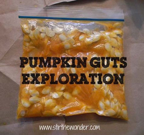 PumpkinGutsExploration- Pinned by @PediaStaff – Please Visit  ht.ly/63sNt for all our pediatric therapy pins Pumpkins Preschool, Pumpkin Guts, October Activities, Pumpkin Activities, Fall Kindergarten, Halloween Preschool, Fall Preschool, Preschool Science, Kids Sensory