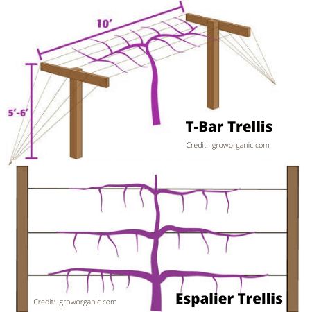 Kiwi Vine Arbor, Kiwi Trellis How To Build, Kiwi Plant Vines Trellis, Kiwi Vine Trellis, Kiwi Berry Trellis, Hardy Kiwi Trellis, Hardy Kiwi Trellis Ideas, Kiwi Trellis Ideas, Kiwi Plant Trellis