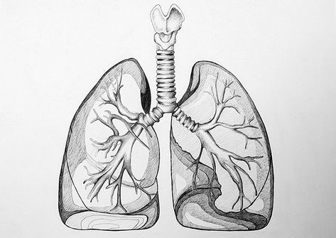 Draw Lungs, Lungs Sketch, Lungs Diagram, Lung Drawing, Lungs Drawing, Lung Anatomy, Human Lungs, Human Drawing, Drawing Process