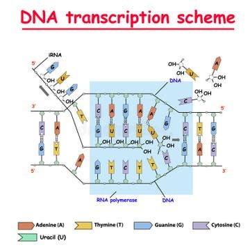 RNA Translation As Process of Transcription of DNA To RNA Outline Diagram Stock Vector - Illustration of amino, vector: 224970883 Transcription Biology, Dna To Rna, Dna Transcription, Biology Project, Rna Polymerase, Diagram Illustration, Flow Map, Biology Projects, Transcription And Translation