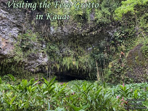 Fern Grotto Kauai, Fern Grotto, Kilauea Lighthouse, Best Helicopter, Kauai Travel, Moment Photography, Smith Family, The Smith, Boat Ride