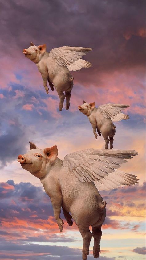 Pigs Flying, Pig Wallpaper, Pigs Fly, Flying Pig, Wallpaper Pc, Phone Wallpapers, Pigs, Phone Wallpaper, Iphone Wallpaper