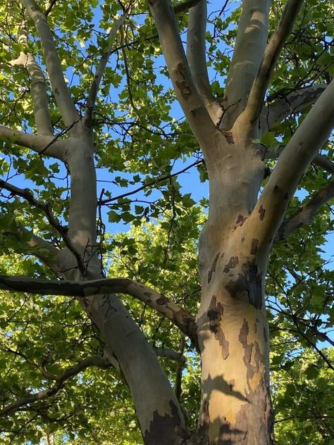 Sycamore Tree Aesthetic, Bryce Loski, Sycamore Trees, Blue Banisters, Walking Art, Book Collage, Tuck Everlasting, Climbing Trees, Backyard Trees