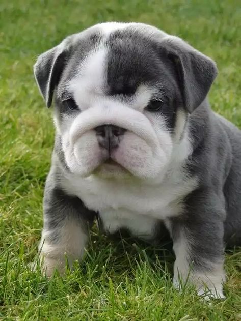 Imgur Post - Imgur Miniature English Bulldog, Miniature Bulldog, English Bulldog Funny, Cute Bulldog Puppies, Dream Pet, Free Puppies, Bulldog Puppies For Sale, Cute Bulldogs, English Bulldog Puppies