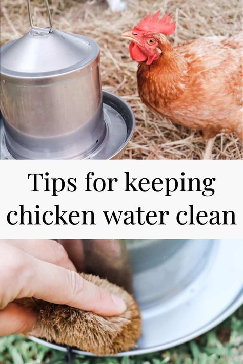 Self Feeders For Chickens, Watering Chickens Ideas, Water Chickens Ideas, How To Keep Chicken Water Clean, Chicken Waterer Ideas, Chicken Water Ideas, Chicken Coop Food And Water Ideas, Chicken Coop Water Ideas, Water For Chickens