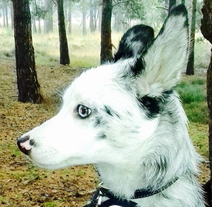 Koolie Dog, Unique Dog Breeds, Rare Dog Breeds, Rabbit Breeds, All Breeds Of Dogs, Red Heeler, Hybrid Dogs, Popular Dog Breeds, Dog Daycare